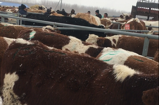 西门塔尔养殖场-技术分享之：牛在冬天食欲下降、体重不增的原因及解决方案